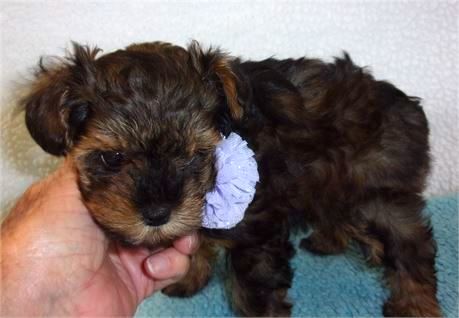 Schnoodle Puppy For Sale