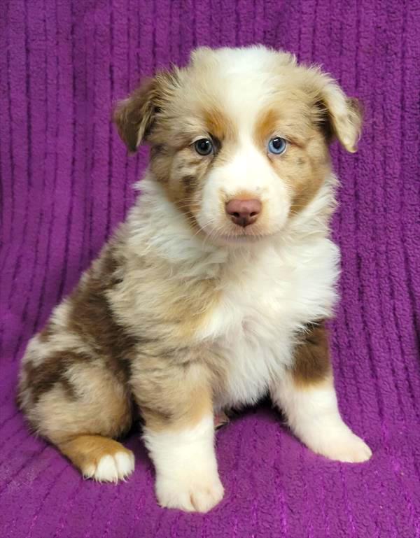 Mini Aussie Puppy For Sale