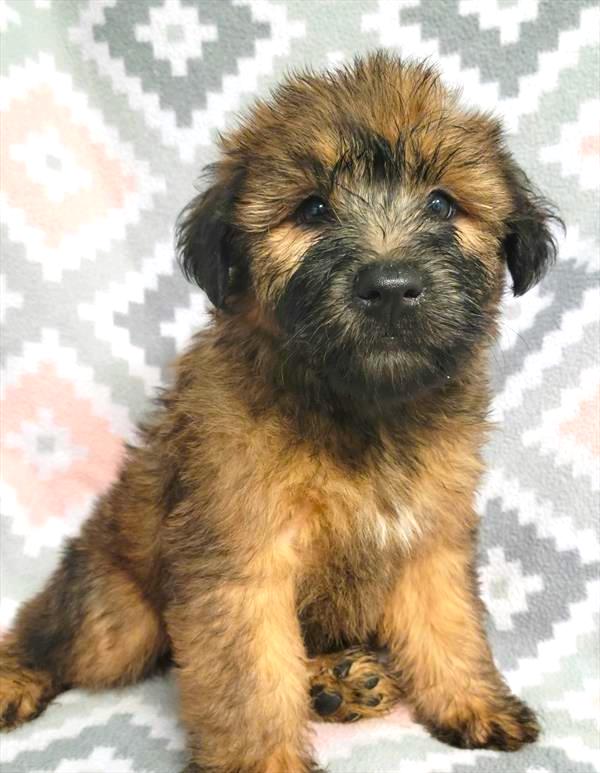 Soft Coated Wheaten Puppy For Sale