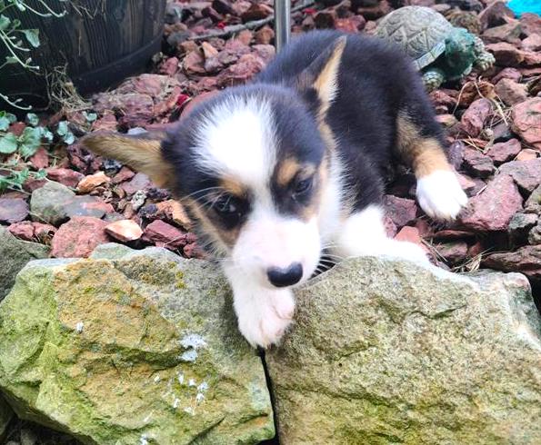 Pembroke Welsh Corgi Puppy For Sale