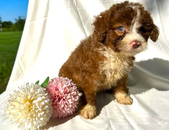 Miniature Aussiedoodle Puppy For Sale