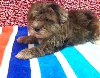 Shiapoo Puppy For Sale