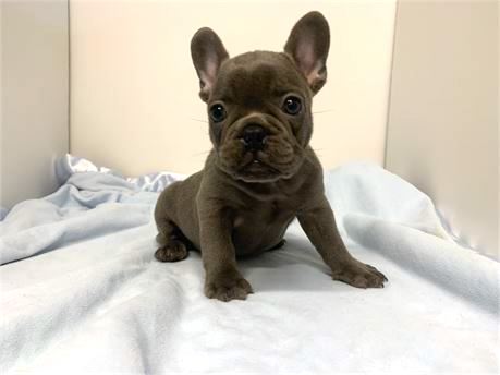 French Bulldog Puppy For Sale