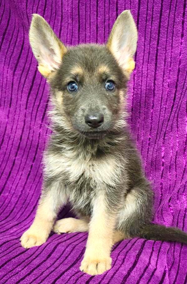 German Shepherd Puppy For Sale