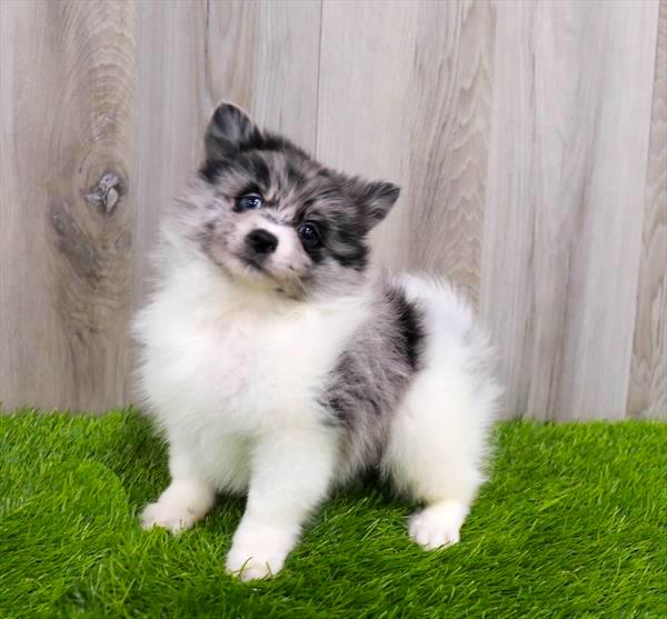 Pomsky Puppy For Sale