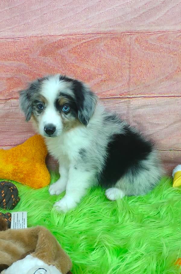 Miniature Australian Shepherd Puppy For Sale