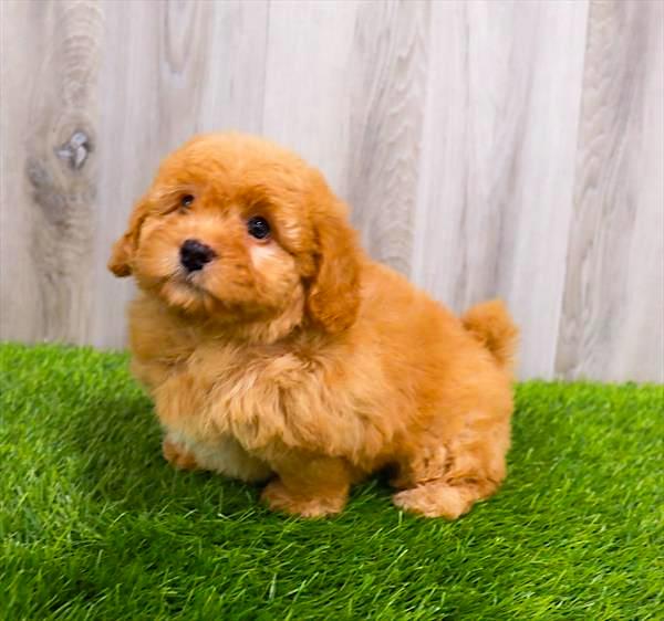 Miniature Bernedoodle Puppy