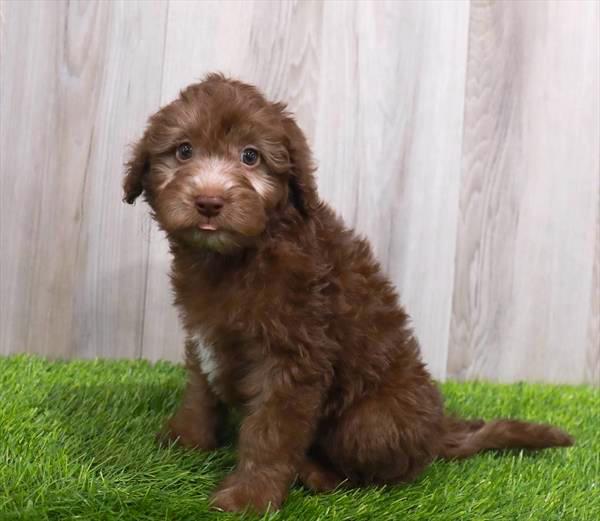 Miniature Whoodle Puppy