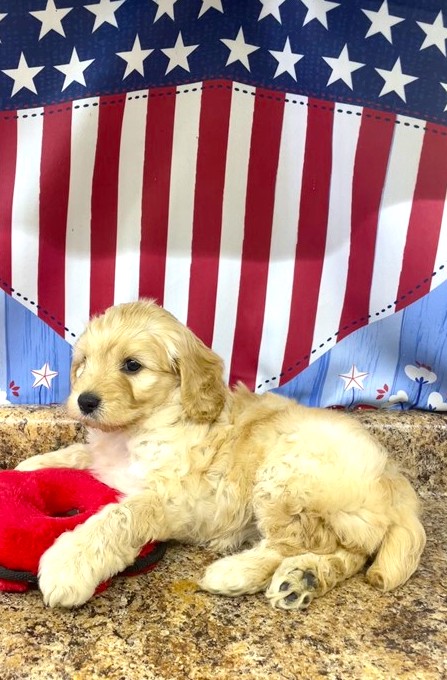 Cavapoo Puppy For Sale