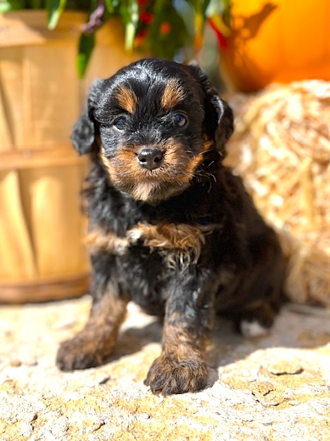 Miniature Bernedoodle Puppy For Sale