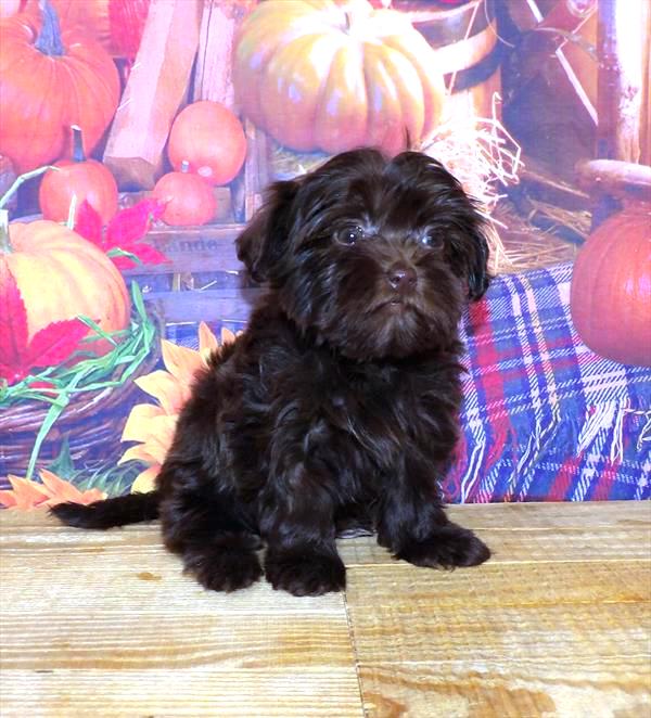 Havapoo Puppy For Sale