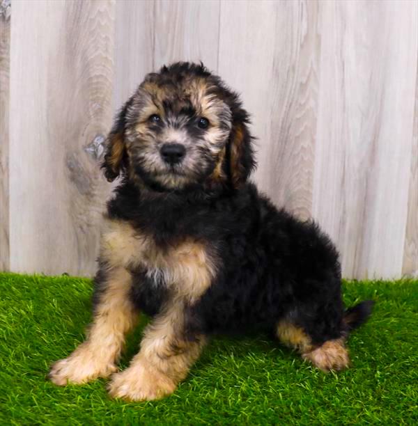 Miniature Whoodle Puppy For Sale