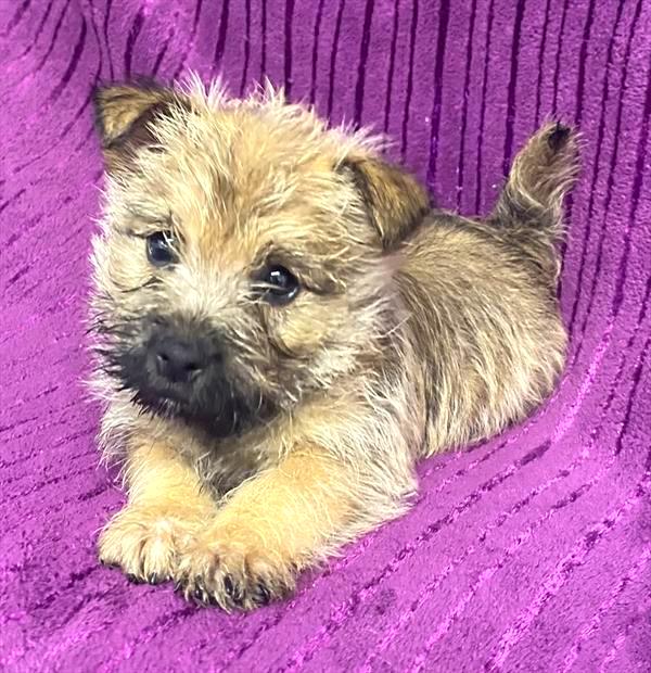 Cairn Terrier Puppy For Sale