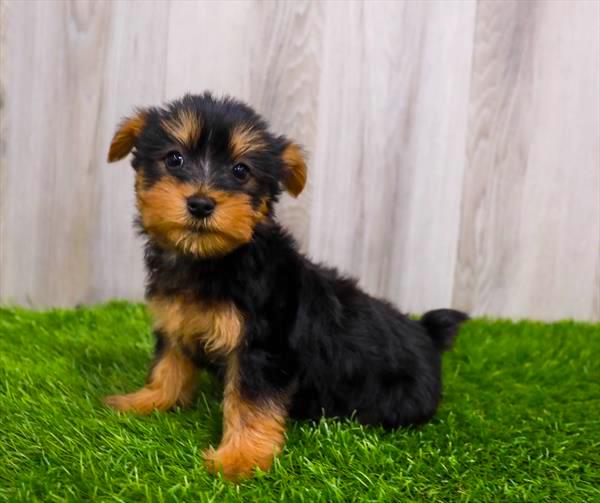 Silky Terrier Puppy For Sale