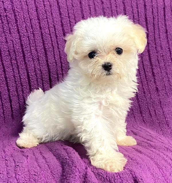 Toy Poodle X Maltese Puppy For Sale