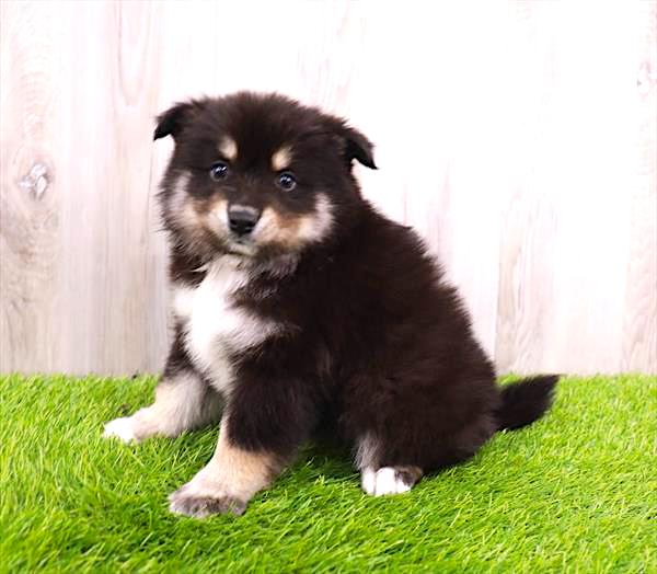 Pomsky Puppy For Sale