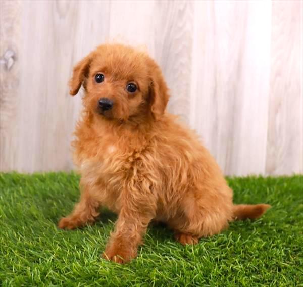 Miniature Goldendoodle Puppy
