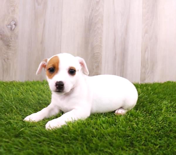 Jack Russell Puppy For Sale