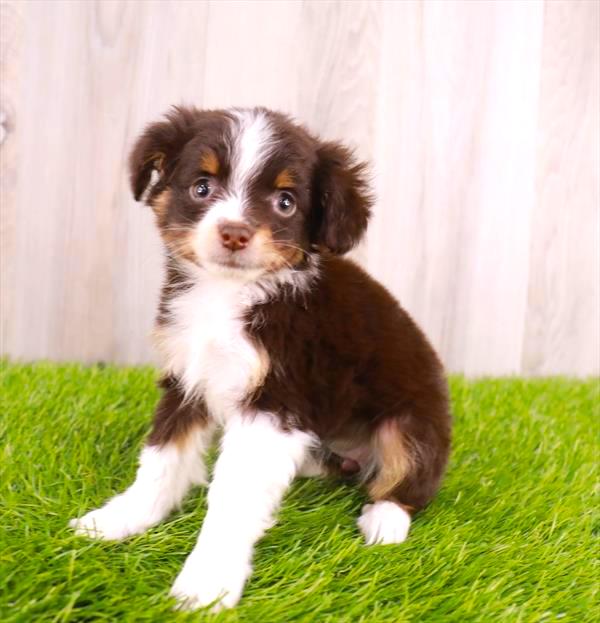 Miniature Australian Shepherd Puppy For Sale