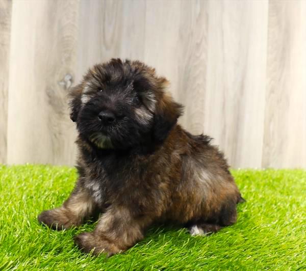 Mini Whoodle Puppy For Sale