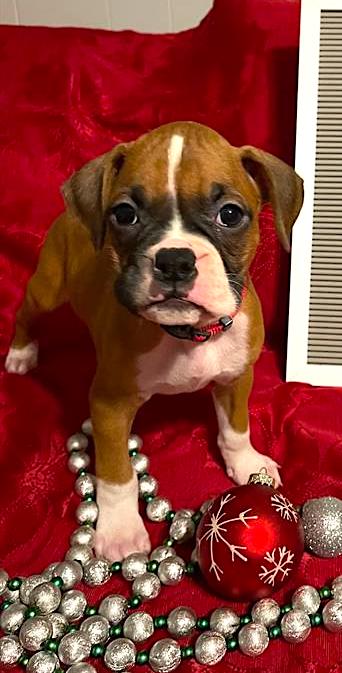 Boxer Puppy For Sale