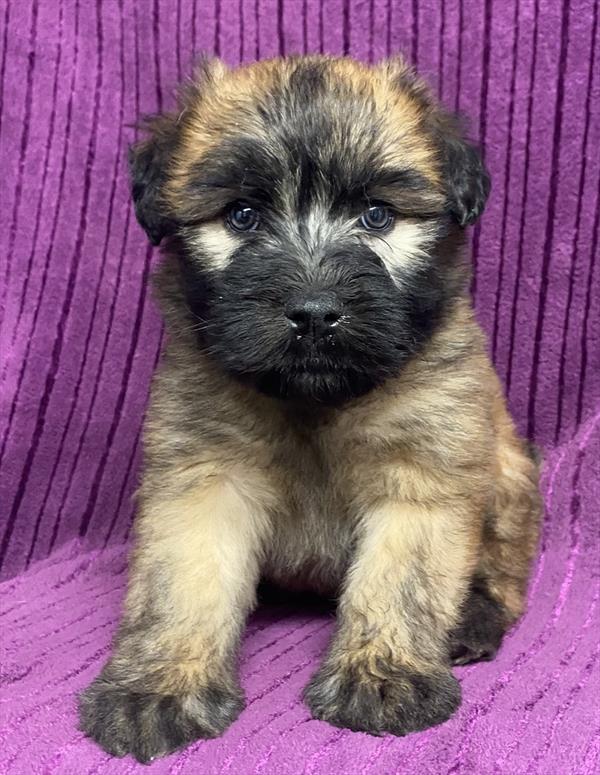 Soft Coated Wheaten Terrier Puppy For Sale