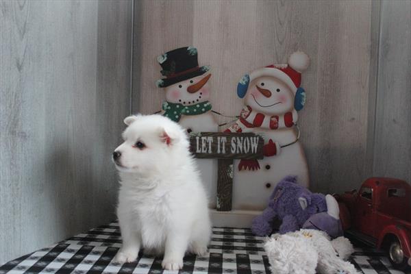 American Eskimo Puppy For Sale