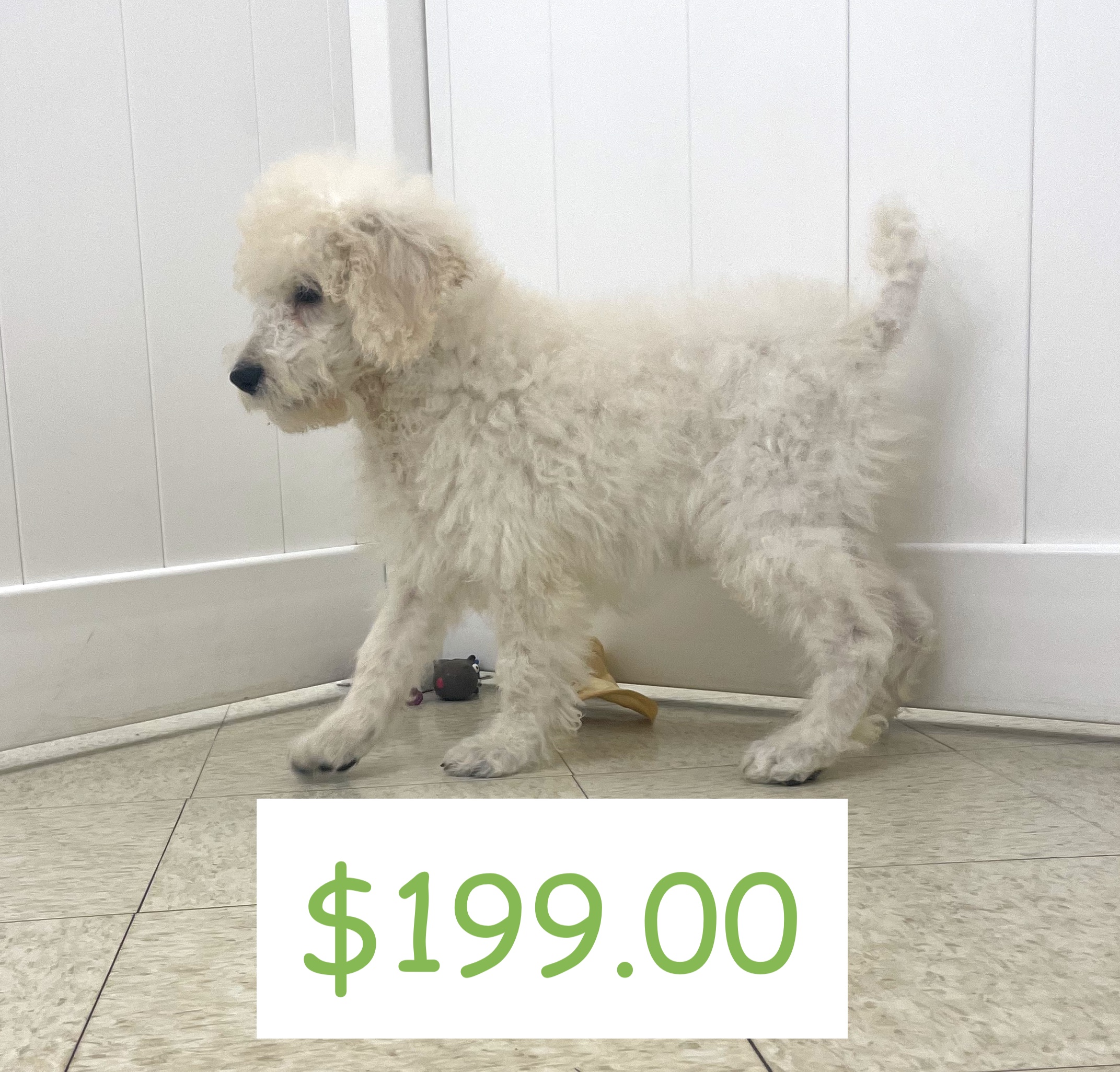 Standard Poodle Puppy For Sale