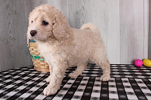 Cockadoodle Puppy For Sale