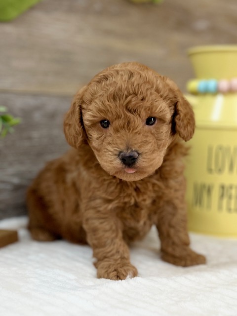 Miniature Poodle Puppy For Sale