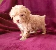 Miniature Poodle Puppy For Sale