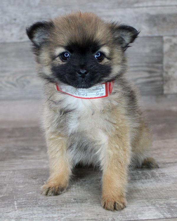 Pomchi Puppy For Sale