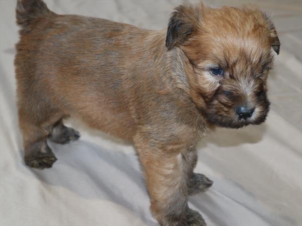 Soft Coated Wheaten Terrier Puppy For Sale