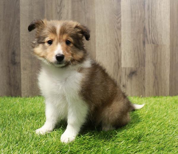 Shetland Sheepdog Puppy For Sale