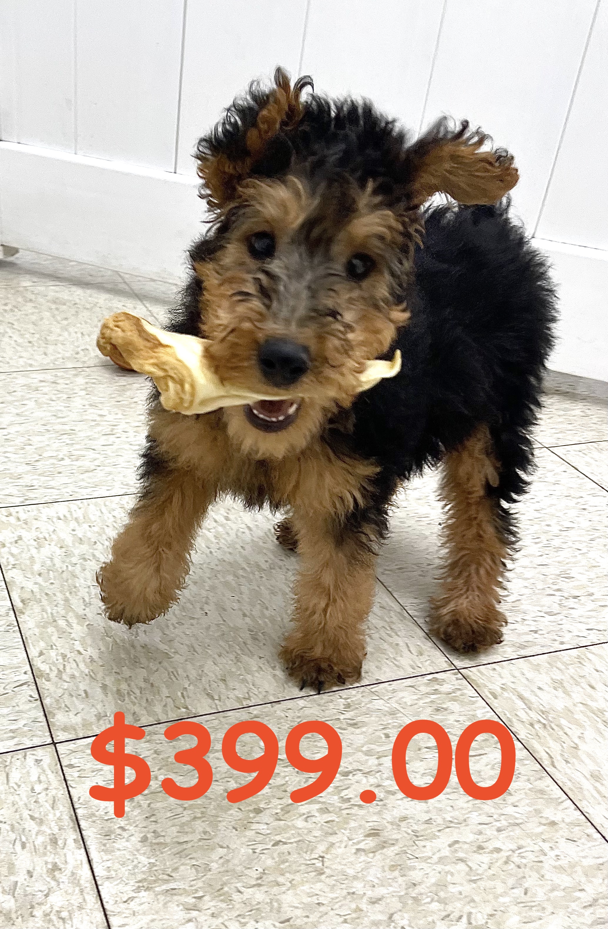 Welsh Terrier Puppy For Sale