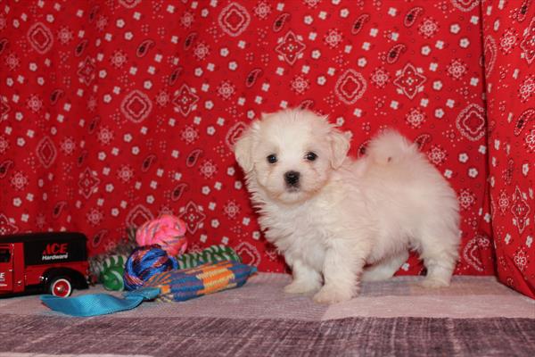 Malshi Puppy For Sale