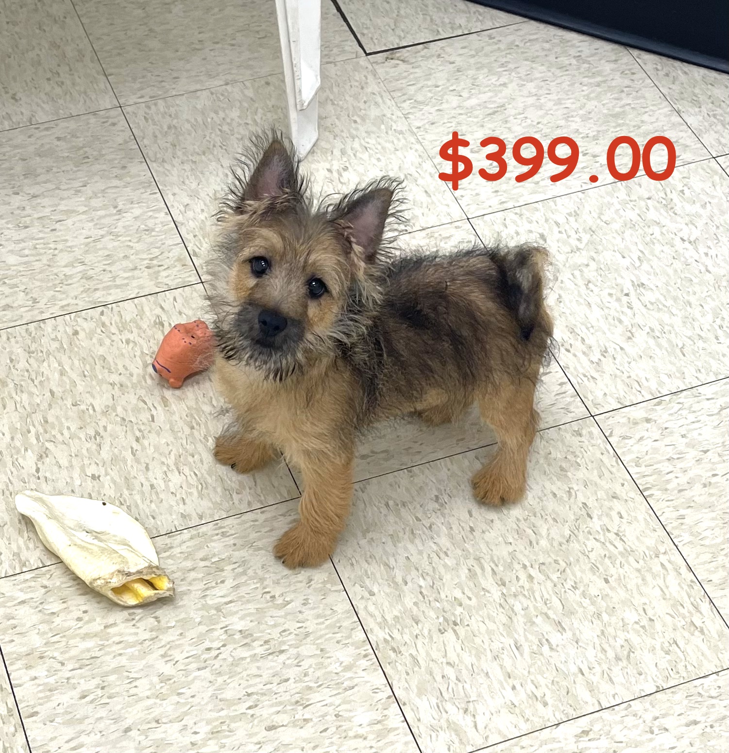Cairn Terrier Puppy For Sale