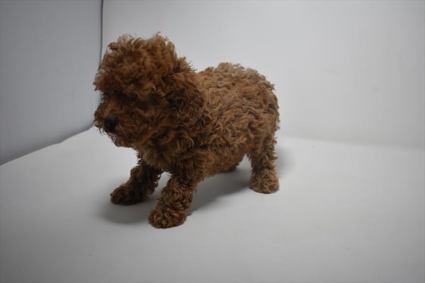 Miniature Goldendoodle Puppy For Sale