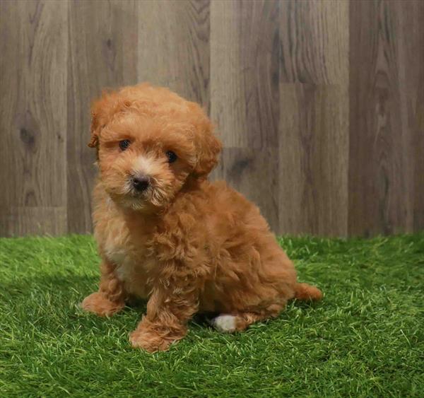 Miniature Goldendoodle Puppy For Sale