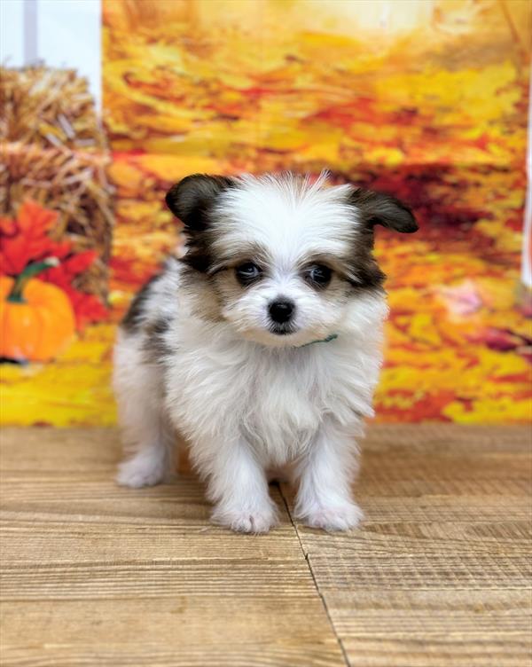 Maltipom Puppy For Sale