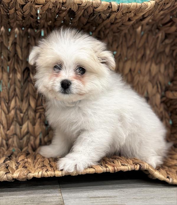 Maltipom Puppy For Sale